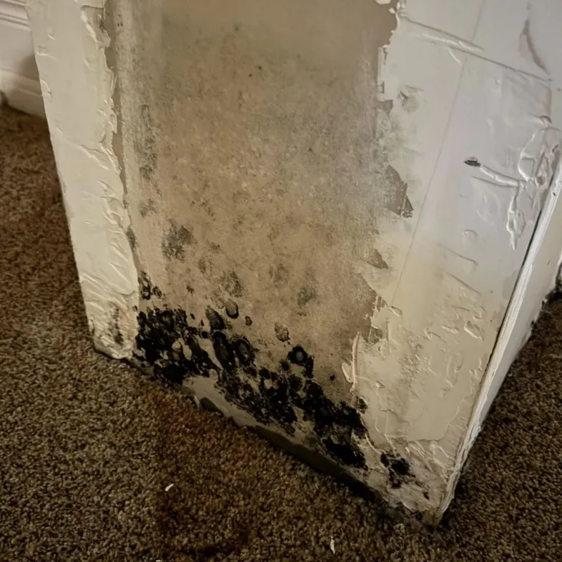 Professional Mold Removal in Madison County, KY